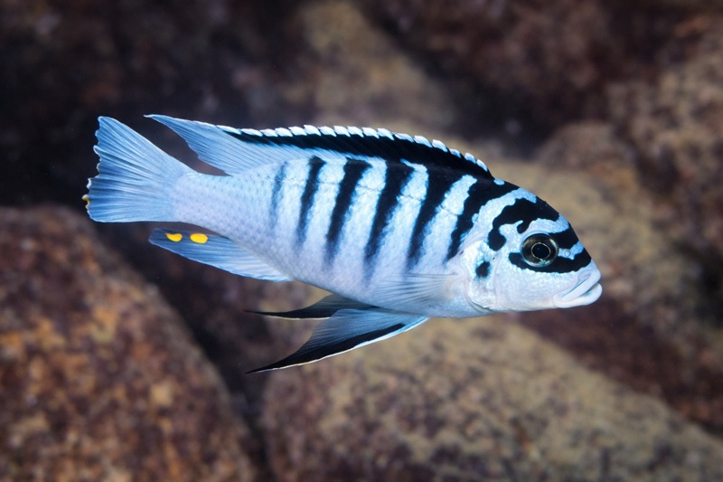 Maylandia fainzilberi 'Chitande Island'